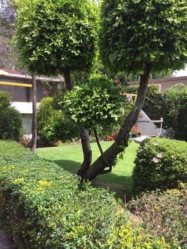 Grupo Kings Suites - Bosque De Duraznos 72 Μεξικό Εξωτερικό φωτογραφία